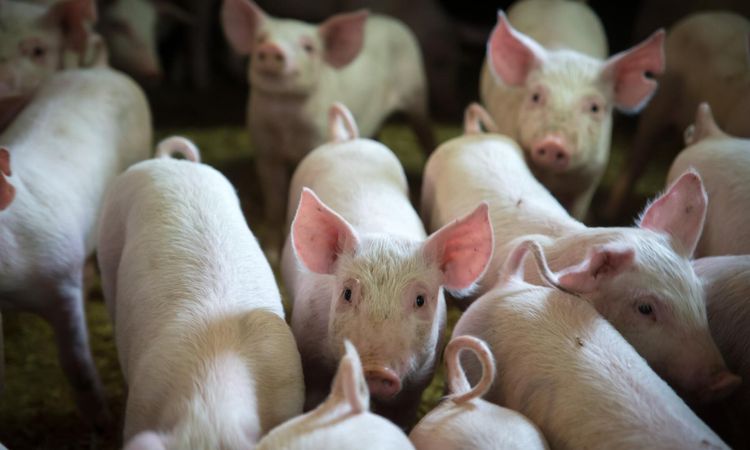 Grispriset närmar sig rekordnivå