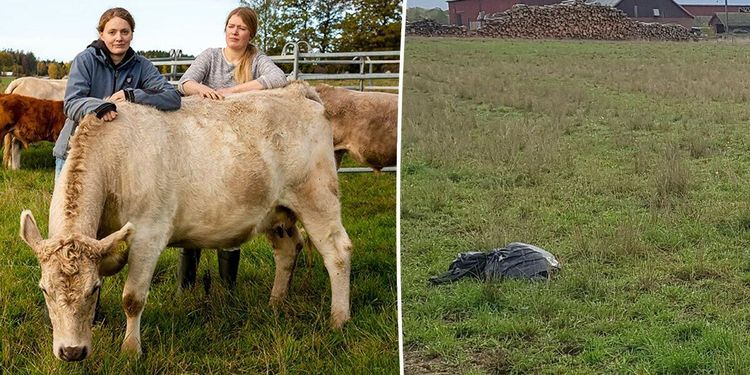 De hittade slaktrester av får – dumpade i kohagen
