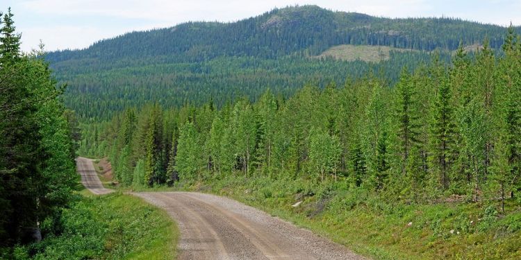 Rekordmånga vill avverka fjällnära skog