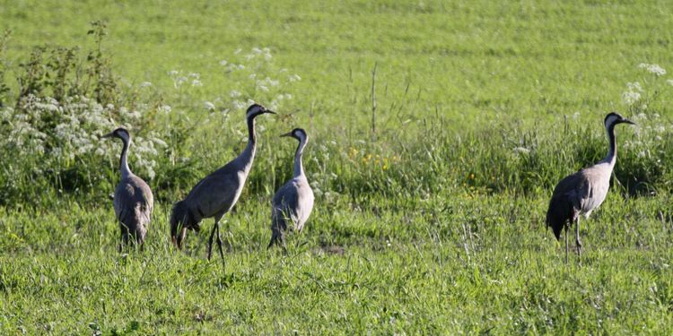 Nya regler om jakttider kan minska viltskador