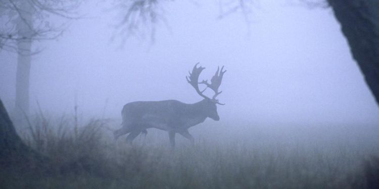 Jägare vill inte utrota vilt: ”Inget hot”