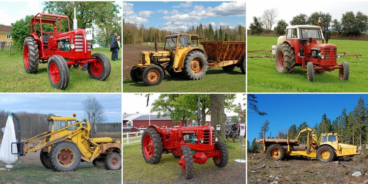 Boxern – en seg fighter i både rött och gult