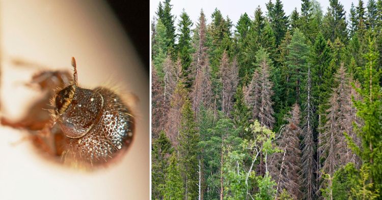 Risk för nya stora skador av granbarkborre