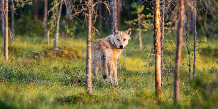 Ännu en vargattack i Sörmland