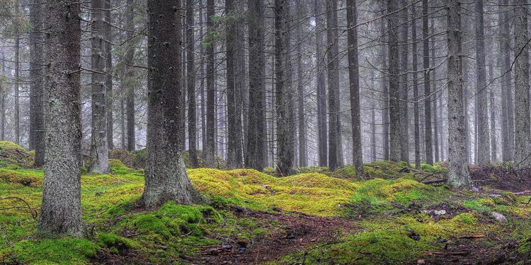 Se den osynliga mångfalden i skogen