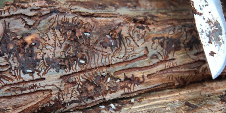 Mer stöd mot barkborre