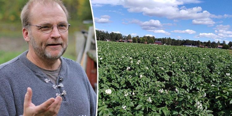 Upprop för potatis fick odlare att utöka
