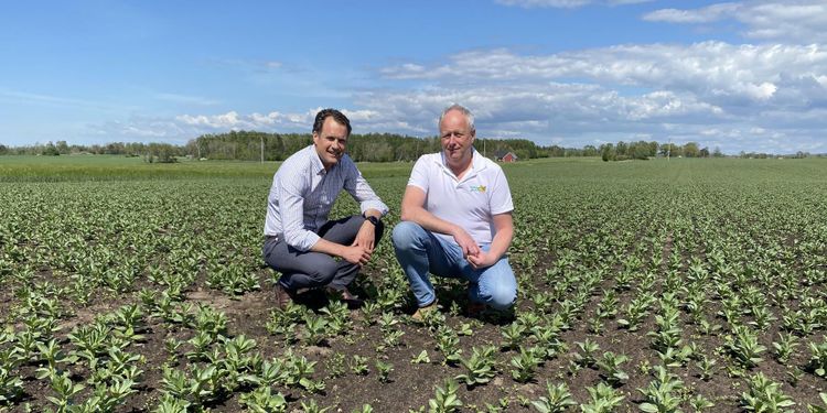 Åkerbönan fortfarande het hos flera mottagare