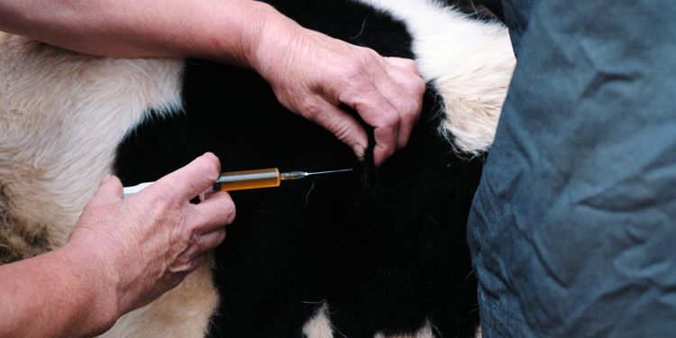 Larm om veterinärbrist