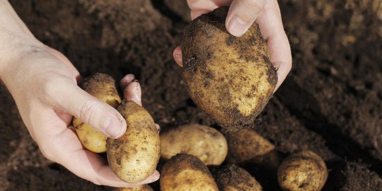 Sämre kvalitet på årets potatisskörd