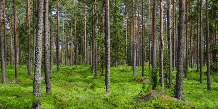 Priset på skog stiger i södra Sverige