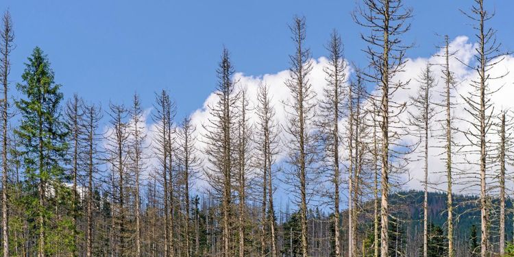 Forskare: Så ska skogarna klara barkborrarna