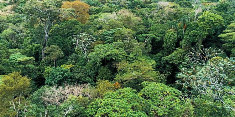 Fred ökar avskogning i konfliktzoner