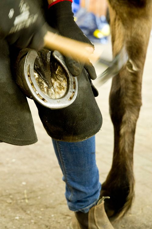 En mästare och två gesäller får ta emot yrkesbrev nästa vecka i hovslageri.