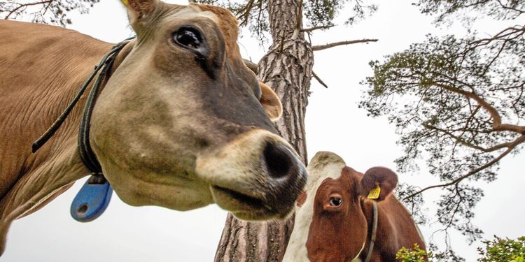 ”Större framtidstro i mjölkbranschen nu”