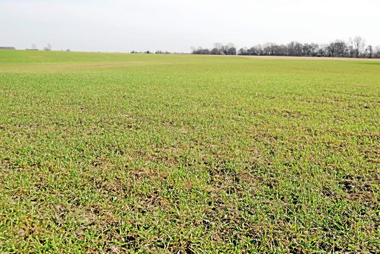 Arkivbild. Höstsådd vete i Sverige.