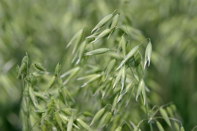 Gör möbler av havre