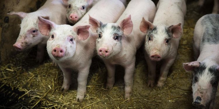 Flera skånska gårdar drabbade av salmonella