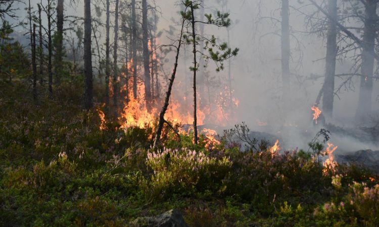 Efter skogsbranden – Motala kräver miljonbelopp i ersättning