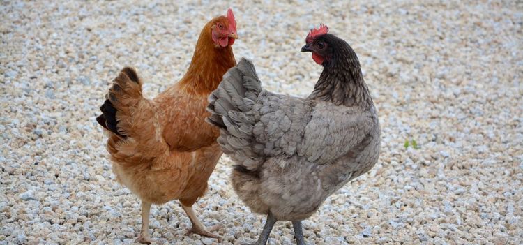 Muterat virus knockar fjäderfäbranschen