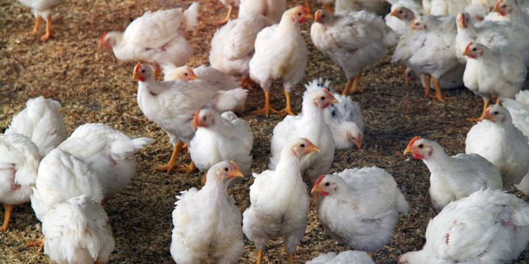 Äggproducent vill stoppa grannens satsning på kycklingar