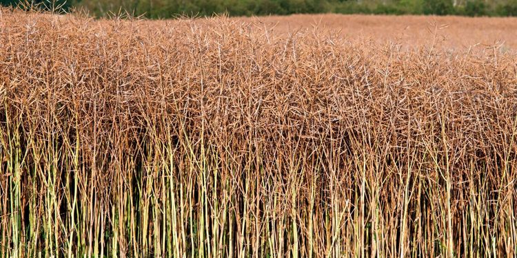 Torka skapar bekymmer för höstrapssådden
