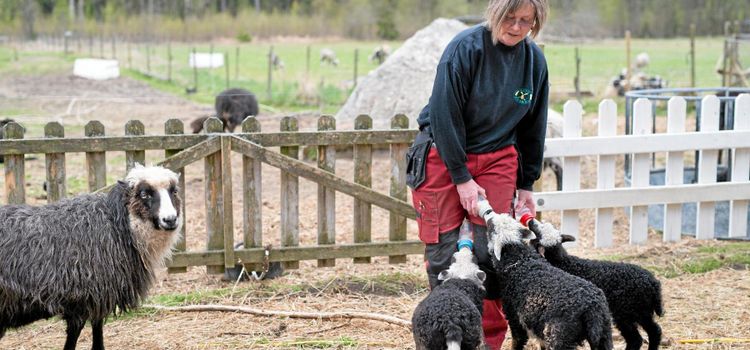 Så skyddar hon gamla lantraser