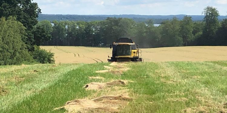 Normala vallfröskördar i år – men dyrare odling