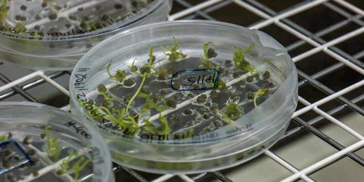 Kommissionär utlovar nytt lagförslag för genredigering