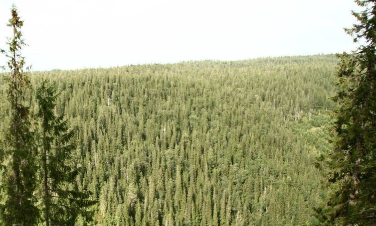 Rekordavverkning och stigande priser