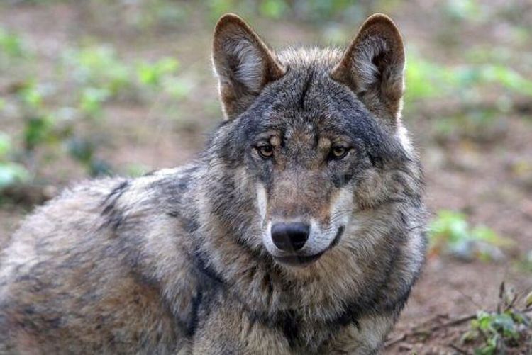 Därför säger Länsstyrelsen nej till skyddsjakt