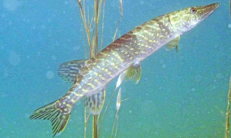 Snabb minskning av miljögift