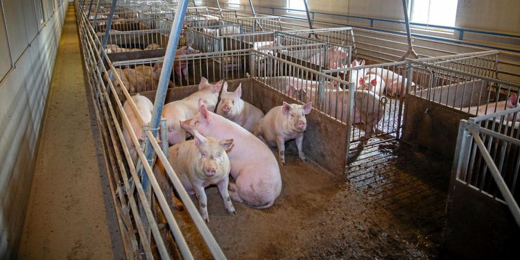 Grannar klagade på lukt – nu får bonden rätt