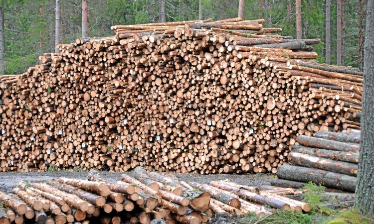 Skogsbolagen tar hem vinsten