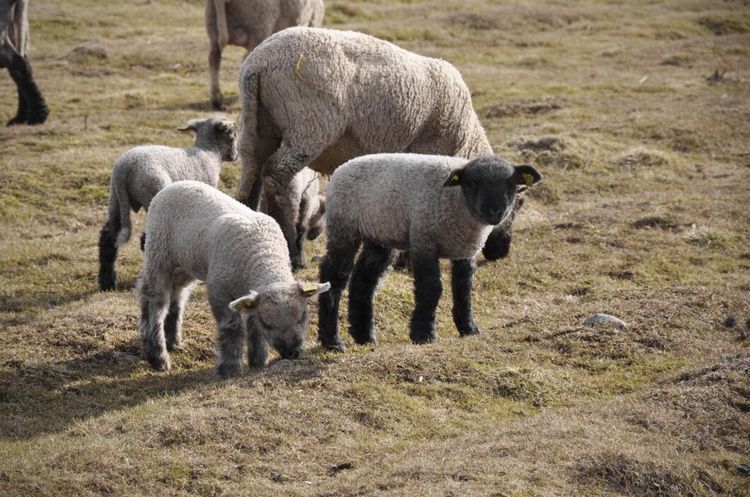 Få fårägare väljer att inseminera
