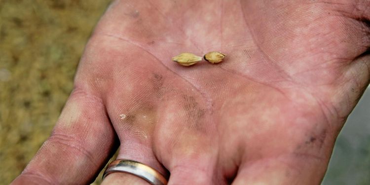Bättre kalkyl för maltkorn än grynhavre