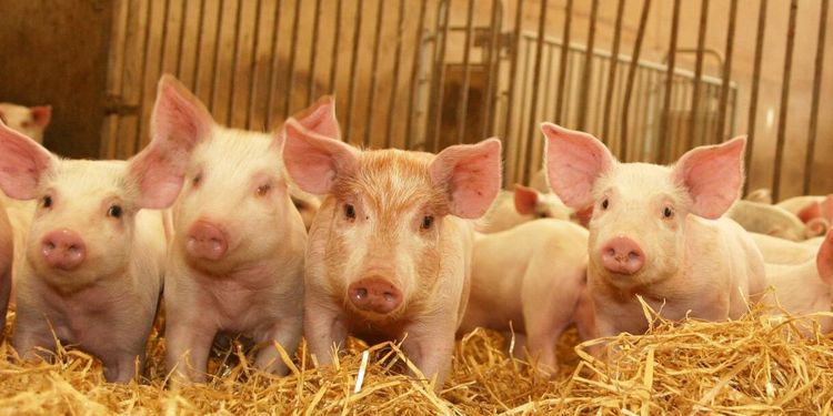 ”Restauranger måste sluta importera billigt kött”