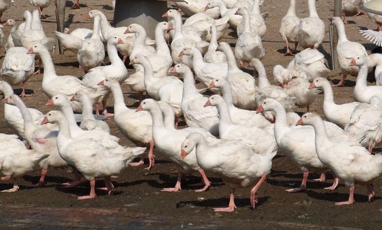 20 000 ankor avlivas