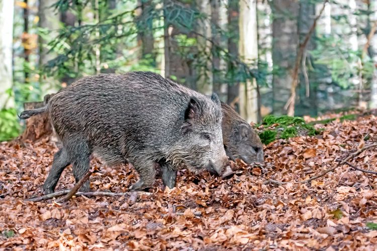 Vildsvinsproblemen kräver nya grepp