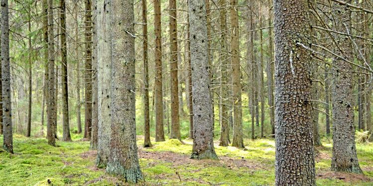 Ändrat klimat kan ge lägre tillväxt