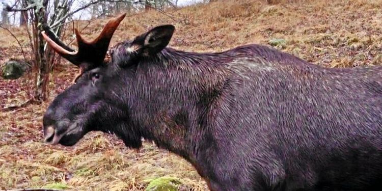 Debatt: ”Skärp föreskrifterna för älgjakten”