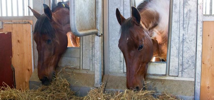 Hästnäringen travar på