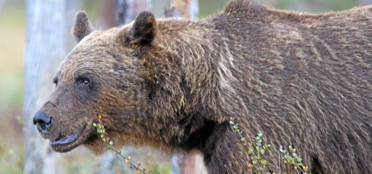Rekordsnabb björnjakt avslutad