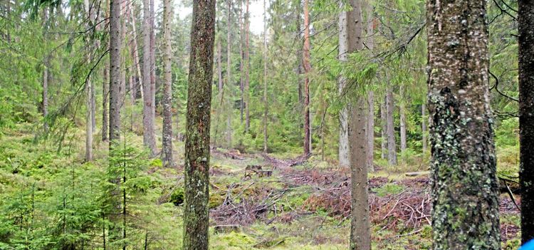 Mer hyggesfritt i statens skogar