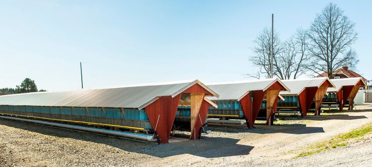 Vill inte se förbud mot mink i bur