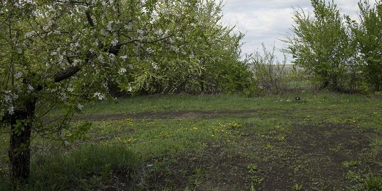 Äppelodlingar hårt ansatta av frosten