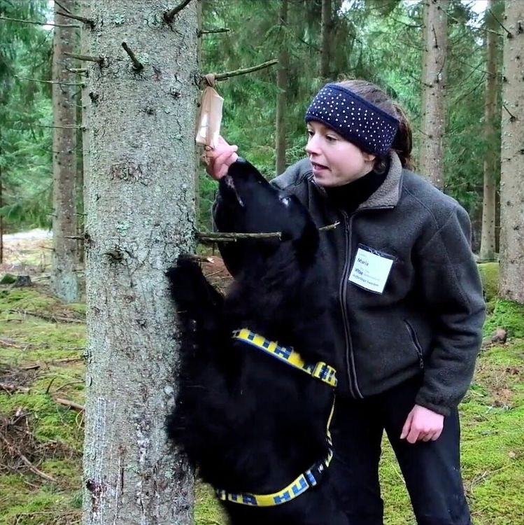ATL TV: Låt hunden nosa fram barkborren