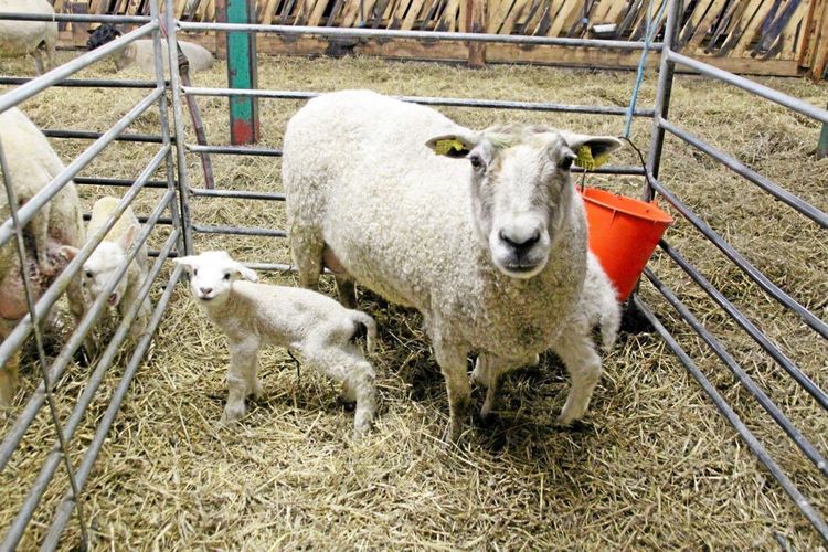 Svensk ull - det nya påskpyntet