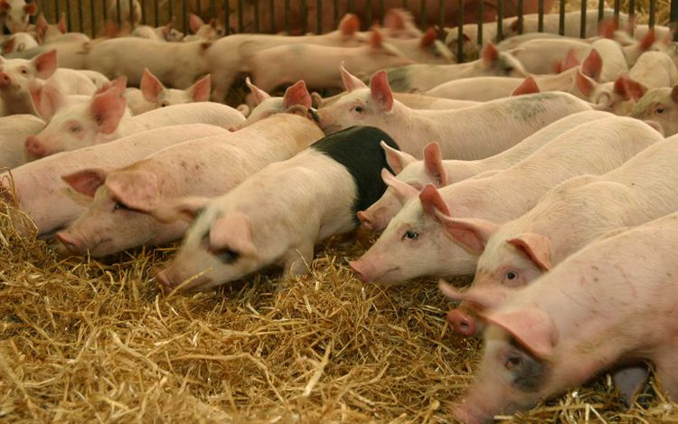 Fläskproducenterna upplevde en bättre lönsamhet tredje kvartalet 2016.