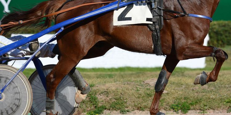 Travhästuppfödare anmäls för bristande arbetsmiljö